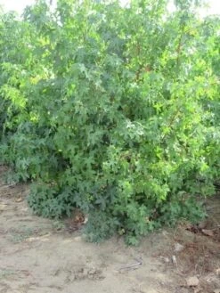 Amberboom Als Struik (Liquidambar Styraciflua) -Tuinplanten Winkel liquidambar styraciflua 175 200