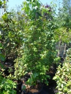 Amberboom Als Struik (Liquidambar Styraciflua) -Tuinplanten Winkel liquidambar styraciflua 175 200 250 geveerd