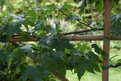 Amberboom Als Leiboom (Liquidambar Styraciflua) -Tuinplanten Winkel liquidambar styraciflua 3