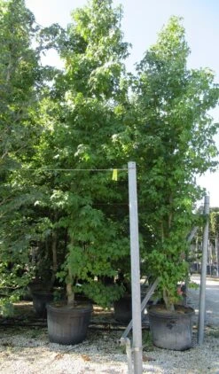 Meerstammige Amberboom (Liquidambar Styraciflua) 24 Meerstammige Amberboom (Liquidambar Styraciflua) -Tuinplanten Winkel liquidambar styraciflua 500 550 meerstammig