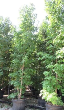 Meerstammige Amberboom (Liquidambar Styraciflua) 23 Meerstammige Amberboom (Liquidambar Styraciflua) -Tuinplanten Winkel liquidambar styraciflua 500 550 meerstammig 2