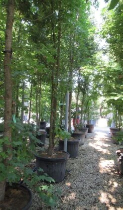 Meerstammige Amberboom (Liquidambar Styraciflua) 19 Meerstammige Amberboom (Liquidambar Styraciflua) -Tuinplanten Winkel liquidambar styraciflua 500 550 meerstammig 6