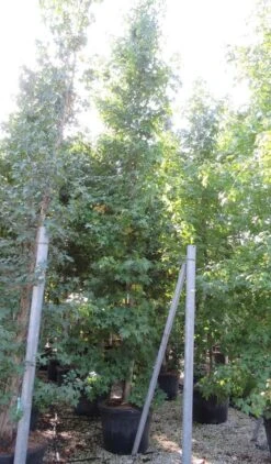 Meerstammige Amberboom (Liquidambar Styraciflua) 18 Meerstammige Amberboom (Liquidambar Styraciflua) -Tuinplanten Winkel liquidambar styraciflua 500 550 meerstammig 9