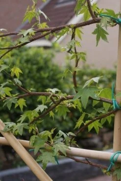 Amberboom Als Leiboom (Liquidambar Styraciflua) -Tuinplanten Winkel liquidambar styraciflua 5