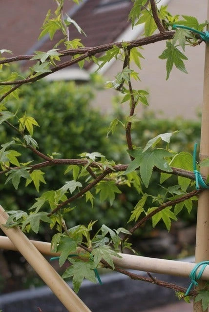 Amberboom Als Leivorm (Liquidambar Styraciflua) 16 Amberboom Als Leivorm (Liquidambar Styraciflua) - Afbeelding 14