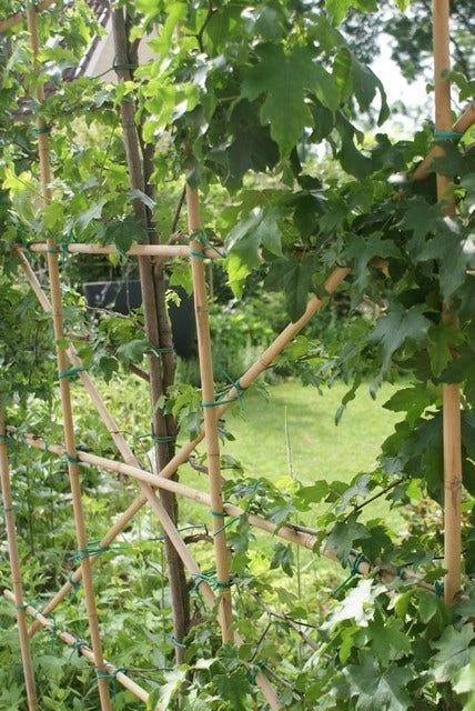 Amberboom Als Leivorm (Liquidambar Styraciflua) 12 Amberboom Als Leivorm (Liquidambar Styraciflua) - Afbeelding 10