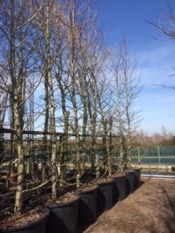 Amberboom (Liquidambar Styraciflua) 23 Amberboom (Liquidambar Styraciflua) -Tuinplanten Winkel liquidambar styraciflua geveerd 2025 2