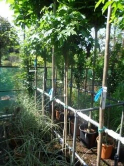 Amberboom Op Stam (Liquidambar 'Gum Ball') 22 Amberboom Op Stam (Liquidambar 'Gum Ball') -Tuinplanten Winkel liquidambar styraciflua gum ball 150stam c10