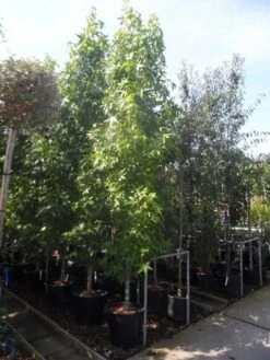 Amberboom (Liquidambar Styraciflua 'Slender Silhouette') -Tuinplanten Winkel liquidambar styraciflua slender silhouette 300 350 cont