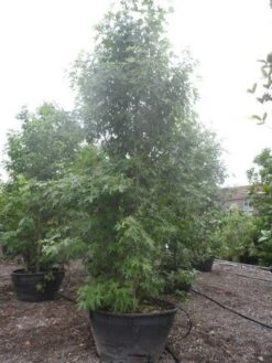 Amberboom Als Struik (Liquidambar Styraciflua 'Worplesdon') 11 Amberboom Als Struik (Liquidambar Styraciflua 'Worplesdon') -Tuinplanten Winkel liquidambar styraciflua worplesdon 350 400 500 c500 meerstammig