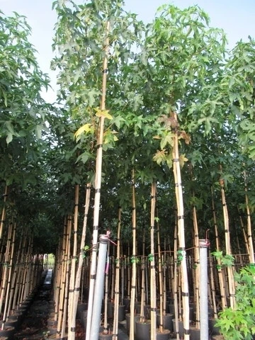 Amberboom (Liquidambar Styraciflua) 12 Amberboom (Liquidambar Styraciflua) - Afbeelding 10