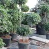 Amberboom Als Bonsai (Liquidambar 'Gum Ball') -Tuinplanten Winkel liquidambar triobol