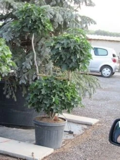 Amberboom Als Bonsai (Liquidambar 'Gum Ball') -Tuinplanten Winkel liquidambar triobol 3