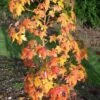 Amberboom (Liquidambar Styraciflua 'Golden Sun') 2 Amberboom (Liquidambar Styraciflua 'Golden Sun') -Tuinplanten Winkel liquidambargoldensun01