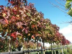 Amberboom (Liquidambar 'Gum Ball') -Tuinplanten Winkel liquidambargumballherfst02