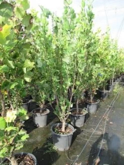 Tulpenboom (Liriodendron Tulipfera 'Fastigiata') -Tuinplanten Winkel liriodendron tulipfera fastigiata 0175 200