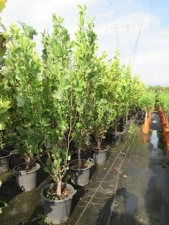 Tulpenboom (Liriodendron Tulipfera 'Fastigiata') -Tuinplanten Winkel liriodendron tulipfera fastigiata 175 200