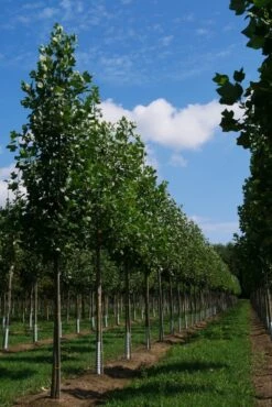 Grote Tulpenboom (Liriodendron Tulipifera) -Tuinplanten Winkel liriodendron tulipifera s 20 25 30 35 bo