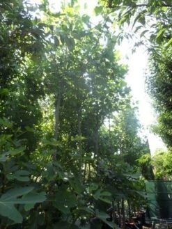 Tulpenboom (Liriodendron Tulipifera) -Tuinplanten Winkel liriodendron tulipifera 12 14ho cont