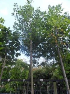 Tulpenboom (Liriodendron Tulipifera) -Tuinplanten Winkel liriodendron tulipifera 25 30 35ho c500