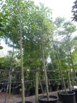 Tulpenboom (Liriodendron Tulipifera) -Tuinplanten Winkel liriodendron tulipifera 25 30 35ho c500 1