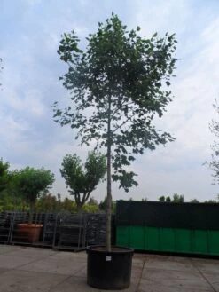 Tulpenboom (Liriodendron Tulipifera) -Tuinplanten Winkel liriodendron tulipifera 35 45ho c1000