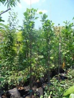 Tulpenboom (Liriodendron Tulipfera 'Fastigiata') -Tuinplanten Winkel liriodendron tulipifera fastigiata 250 300