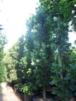 Tulpenboom (Liriodendron Tulipfera 'Fastigiata') -Tuinplanten Winkel liriodendron tulipifera fastigiata 350 400 500 cont