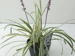 Leliegras (Liriope Muscari 'Variegata') -Tuinplanten Winkel liriope variegata v2