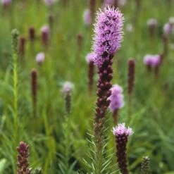 Lampenpoetser (Liatris Spicata) -Tuinplanten Winkel lispicat 1