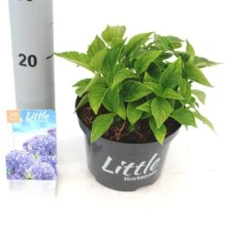 Kleinblijvende Hortensia (Hydrangea Macr. 'Little Blue'®) -Tuinplanten Winkel littlehortensia
