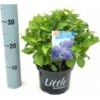 Kleinblijvende Hortensia (Hydrangea Macr. 'Little Blue'®) -Tuinplanten Winkel littlehortensiablauw