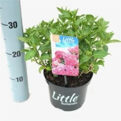 Kleinblijvende Hortensia (Hydrangea Macr. 'Little Pink'®) 5 Kleinblijvende Hortensia (Hydrangea Macr. 'Little Pink'®) -Tuinplanten Winkel littlepink2