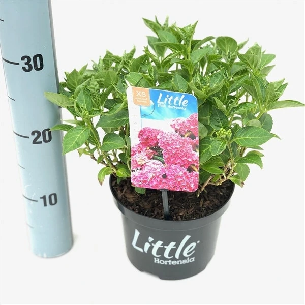 Kleinblijvende Hortensia (Hydrangea Macr. 'Little Pink'®) 4 Kleinblijvende Hortensia (Hydrangea Macr. 'Little Pink'®) - Afbeelding 2