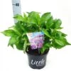 Kleinblijvende Hortensia (Hydrangea Macr. 'Little Purple®) -Tuinplanten Winkel littlepurple2