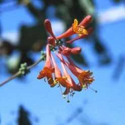 Kamperfoelie (Lonicera Brownii 'Dropmore Scarlet') 7 Kamperfoelie (Lonicera Brownii 'Dropmore Scarlet') -Tuinplanten Winkel lobdscar 1