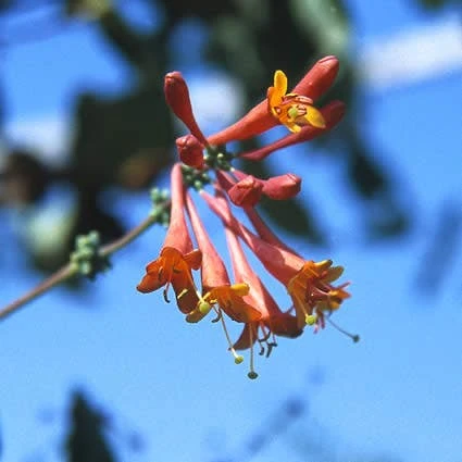 Kamperfoelie (Lonicera Brownii 'Dropmore Scarlet') 4 Kamperfoelie (Lonicera Brownii 'Dropmore Scarlet') - Afbeelding 2