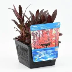Rode Scharlakenlobelia Waterlobelia (Lobelia Cardinalis) -Tuinplanten Winkel lobelia cardinalis 20180425122109