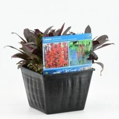Rode Scharlakenlobelia Waterlobelia (Lobelia Cardinalis) -Tuinplanten Winkel lobelia cardinalis 20180430165121