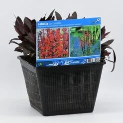 Rode Scharlakenlobelia Waterlobelia (Lobelia Cardinalis) -Tuinplanten Winkel lobelia cardinalis 28x28 20180412193347