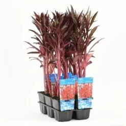 Rode Scharlakenlobelia Waterlobelia (Lobelia Cardinalis) -Tuinplanten Winkel lobelia cardinalis t