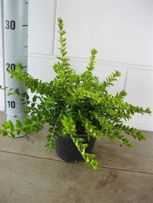 Struikkamperfoelie (Lonicera Nitida 'Maigrun') 7 Struikkamperfoelie (Lonicera Nitida 'Maigrun') - Afbeelding 5