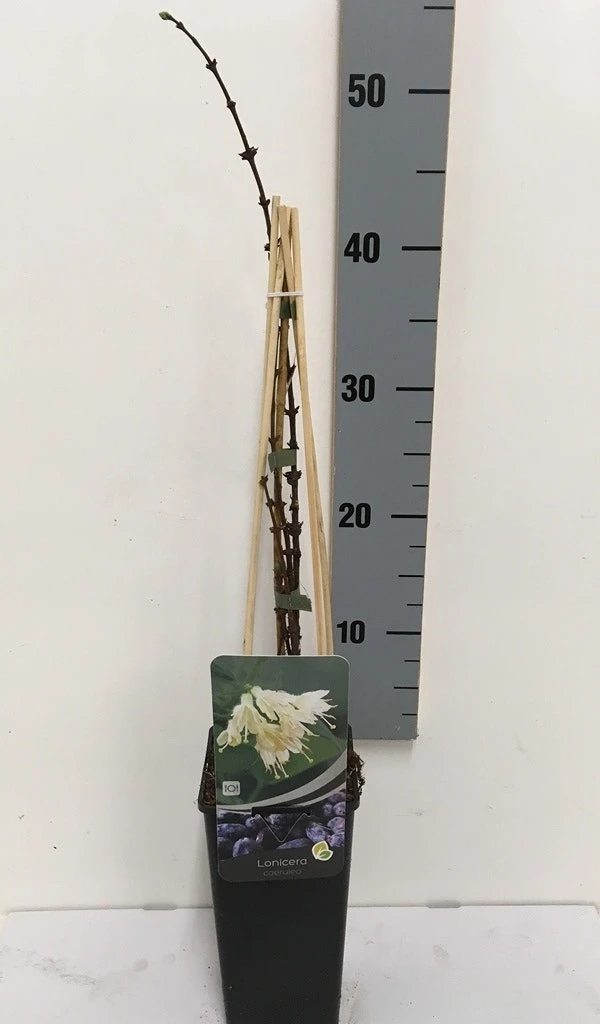 Blauwe Honingbes (Lonicera Caerulea 'Kamtschatica') 4 Blauwe Honingbes (Lonicera Caerulea 'Kamtschatica') - Afbeelding 2