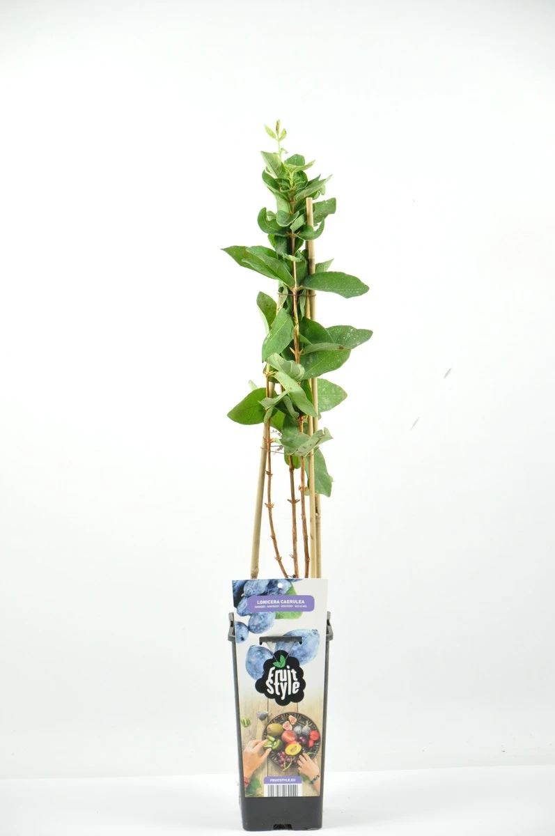 Blauwe Honingbes (Lonicera Caerulea 'Kamtschatica') 3 Blauwe Honingbes (Lonicera Caerulea 'Kamtschatica')