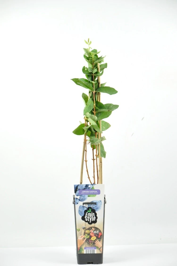 Blauwe Honingbes (Lonicera ‘Wojtek') 3 Blauwe Honingbes (Lonicera ‘Wojtek')