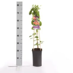 Kamperfoelie (Lonicera Brownii 'Dropmore Scarlet') 8 Kamperfoelie (Lonicera Brownii 'Dropmore Scarlet') -Tuinplanten Winkel lonicera dropmore scarlet