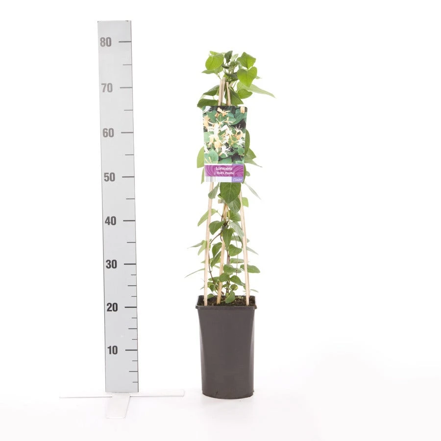 Kamperfoelie (Lonicera Japonica 'Hall's Prolific') 4 Kamperfoelie (Lonicera Japonica 'Hall's Prolific') - Afbeelding 2