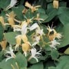 Kamperfoelie (Lonicera Japonica 'Hall's Prolific')