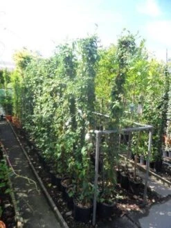 Kamperfoelie (Lonicera Japonica 'Halliana') 9 Kamperfoelie (Lonicera Japonica 'Halliana') -Tuinplanten Winkel lonicera japonica halliana 175 200 c10