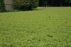 Struikkamperfoelie (Lonicera Nitida 'Maigrun') 10 Struikkamperfoelie (Lonicera Nitida 'Maigrun') -Tuinplanten Winkel lonicera nitida maigrun